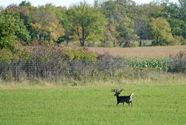 A buck boasting a fantastical rack of antlers moved along a fence line at Autumn Antlers hunting preserve in Long Prairie. Such a buck could cost upwa