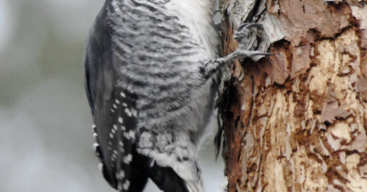 Woodpeckers enjoy varied diets