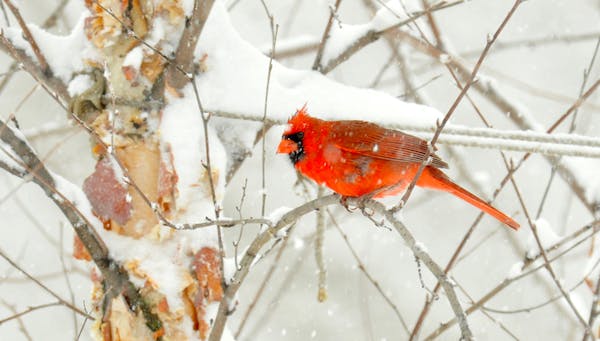 A male cardinal watches the feeders.