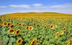 Sunflowers brighten the landscape on the Cheyenne River Indian Reservation, near Forest City, S.D.