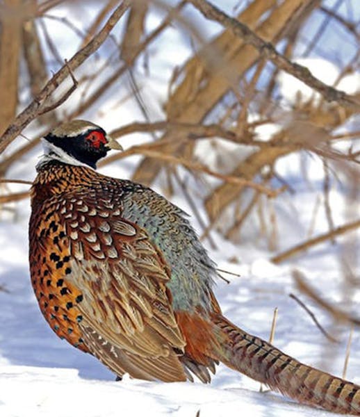 DNR Upland Game Project leader Tim Lyons said he is expecting a mild pheasant harvest decline for 2019.