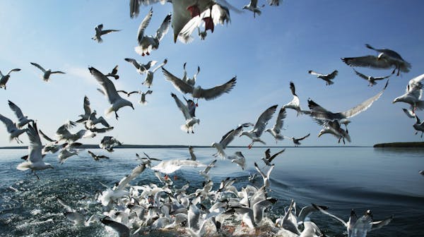 Gulls are opportunists and will flock to any available food source, whether it’s fishing boats on Lake Superior or a parking lot at a grocery store.