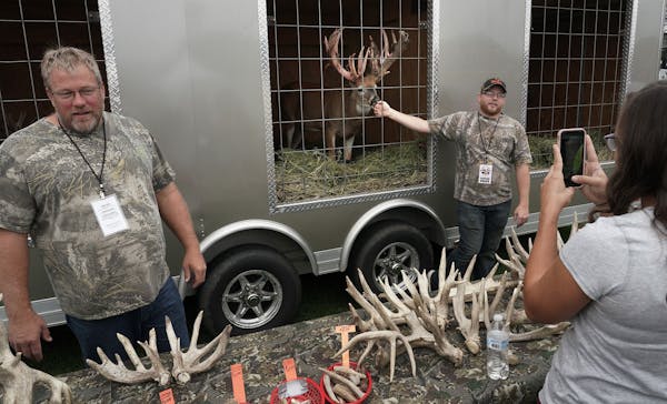 Steve Porter, left, and his son, Dillan, displayed a trophy deer, named Heart Attack, top, at Wisconsin Game Fest in September.