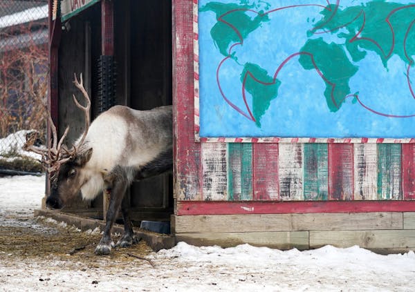 For those without access to a sleigh, such as the reindeer at Como Park Zoo, Delta Air Lines is offering travel waivers.
