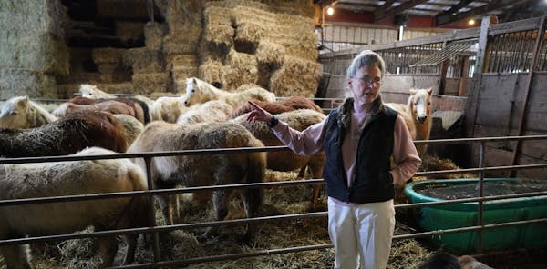 Veterinarian Shirley Kittleson could find new homes for the 72 miniature horses she took in and boarded for the past year and a half on her own dime, 