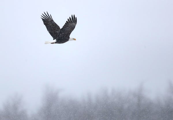 A bald eagle surveys the fields during heavy snow Jan. 7, 2019, near Waseca, Minn.