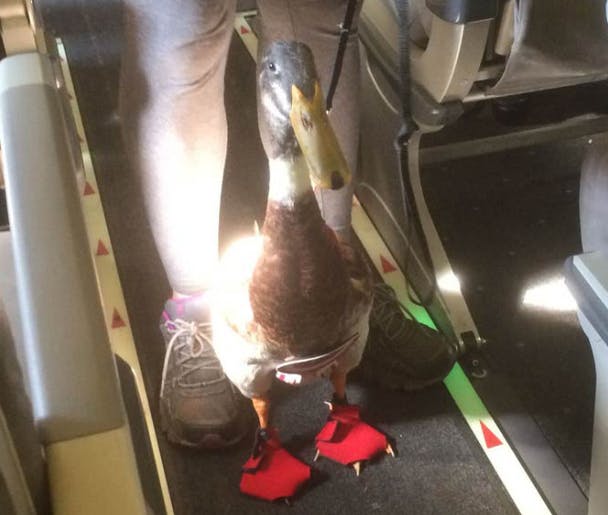 New rule would limit emotional support animals on planes. Here's how to  provide your input.