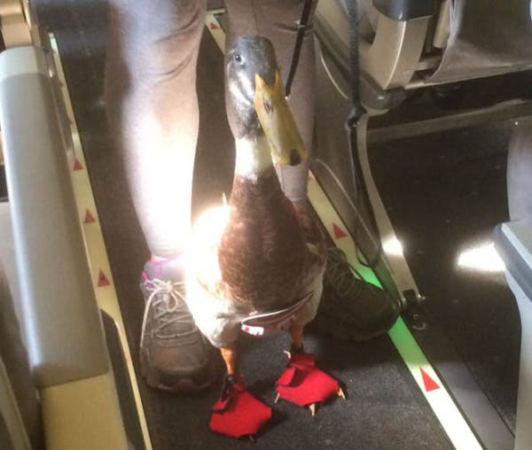 Daniel, an emotional-support duck, is pictured onboard an American Airlines flight in this file photo.