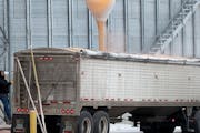 Justin Stumpf, a grain handler for Ag Partners in Goodhue, Minn., monitored corn being transferred from a grain bin into a JCH Transport truck from El