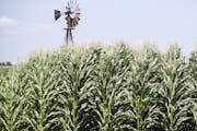 A field of corn grows in front of an old windmill in Pacific Junction, Iowa, Wednesday, July 11, 2018. (AP Photo/Nati Harnik) ORG XMIT: IANH1
