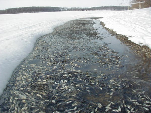 Large fish kills can occur in winters when deep snow piles on top of lake ice, reducing the oxygen fish need. DNR fisheries officials are worriedabout