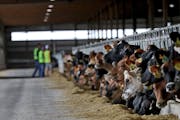 The Louriston Dairy near Murdock, built and operated by Riverview LLP, is home to 9,500 cows, 40 times more than the average American dairy. The compa