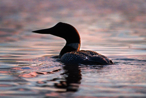 A loon spotted on Lake Elora near Canyon, MN.