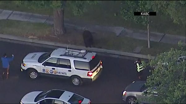 Bear takes stroll through California neighborhood