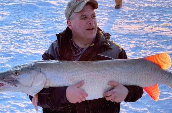 Mark Kottke of Cologne caught a 4-foot, 6-inch muskie with a 27-inch girth on Mille Lacs on Feb. 22. Eight days earlier he caught an even bigger north