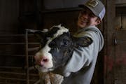 Next Generation: Gabe Daley, 24, carried a new calf from the maternity barn to other quarters on Daley Farms of Lewiston. Daley and his cousins are th