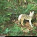 An Urban Carnivore Project trail camera near Seattle captured a coyote.