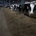 Dairy cows ate at a farm near Lewiston, Minn., last month.
