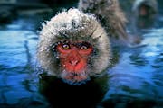 Snow monkeys bathe in the hot spring of Jigokudani Monkey Park in the mountains in Yamanouchi town, Nagano, central Japan.
