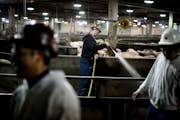 The JBS pork processing facility in Worthington, Minn., the nation’s third-largest and shown here in a file photo, is running at full strength. The 