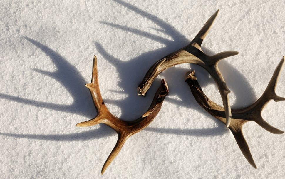 Some of the many shed deer antlers in Sam Beamond's collection. ] ANTHONY SOUFFLE • anthony.souffle@startribune.com Shed hunter Sam Beamond showed o