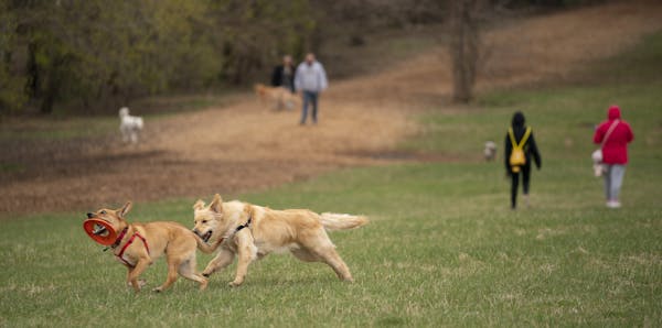 A pair of dogs were heedless of the 6-foot rule at the Bloomington off-leash dog park on Tuesday evening. The CDC now says it’s best to avoid dog pa