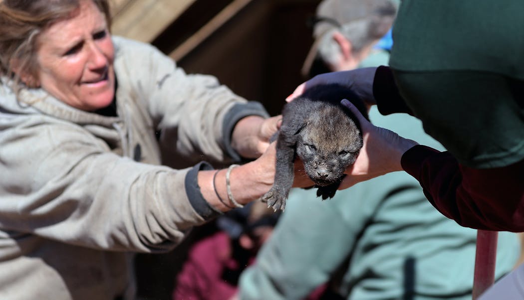 Peggy Callahan, Wildlife Science Center founder and executive director, lifts a 12-day old wolf pup from its den to hand to another staff member.