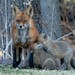 A mother fox waited patiently as her three little kits spent time playing with each other and feeding on a recent evening in Brooklyn Park.
