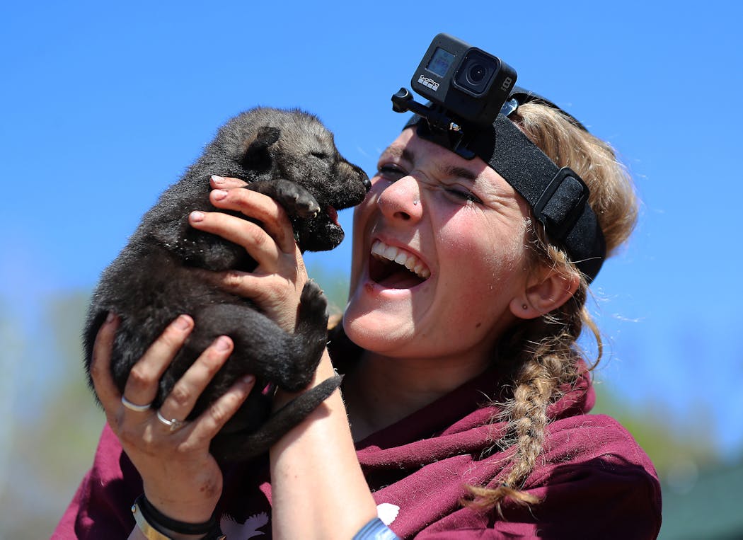 Megan Callahan-Beckel holds one of three wolf pups that were temporarily removed their den at the center for socialization with humans and for education.