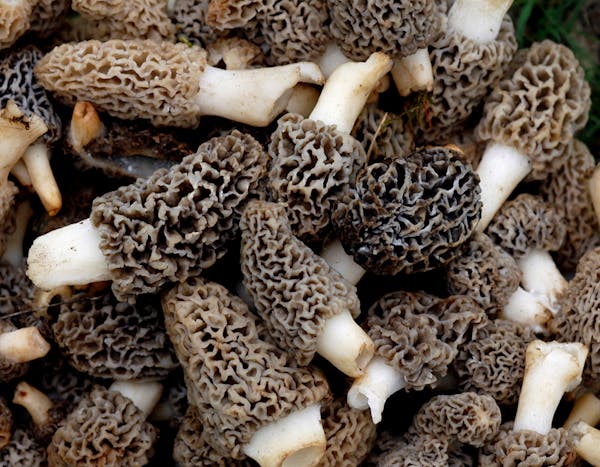 This is prime morel hunting time.