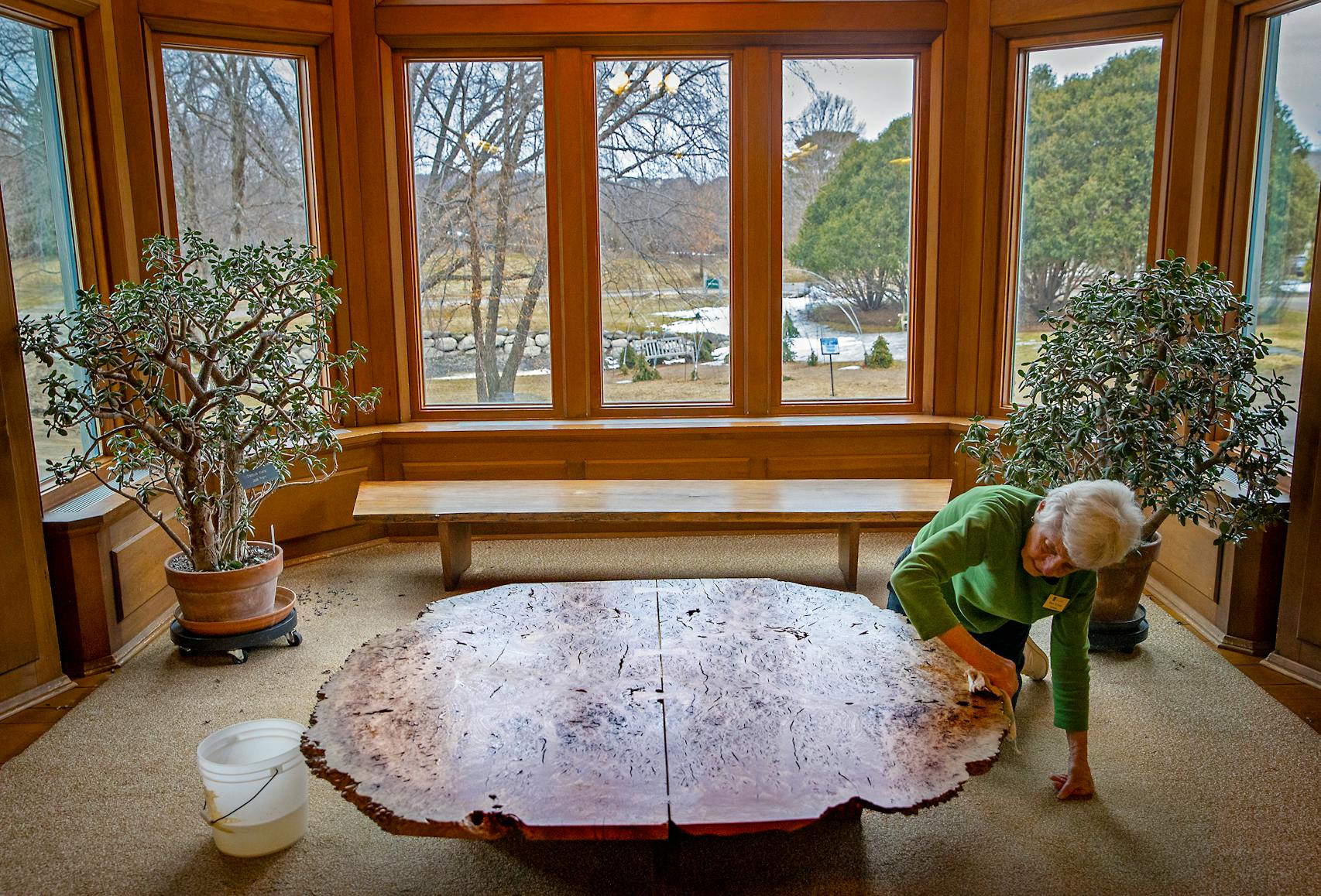 Arboretum volunteer Mary Klacan cleaned and re-oiled the oak burl table.