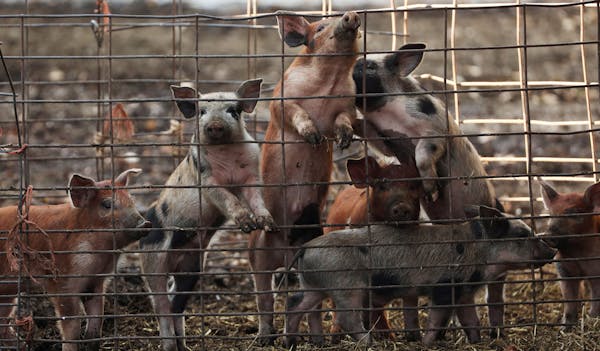 A group of young pigs at Derrydale Farm in Belle Plaine reminded farmer Kevin Stuedemann that it was their feeding time. The COVID-19 pandemic could s