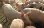 Virus affecting U.S. meat processing plants