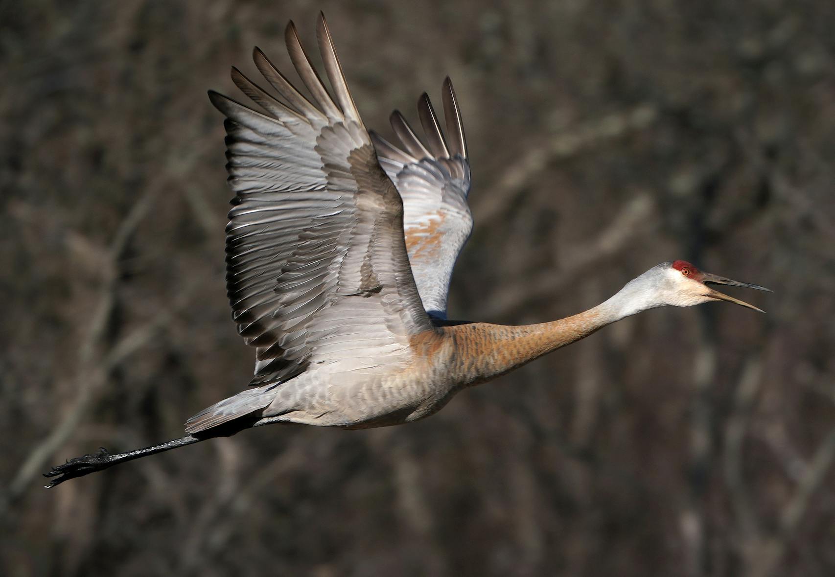 With a loud rattling bugle call in flight, a sandhill crane flew over the St. Croix River.