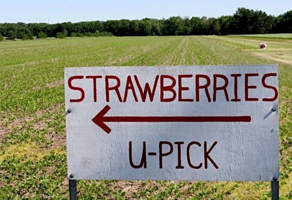 Strawberry u-pick farms are opening for the season but hurry up -- the season is a short one.