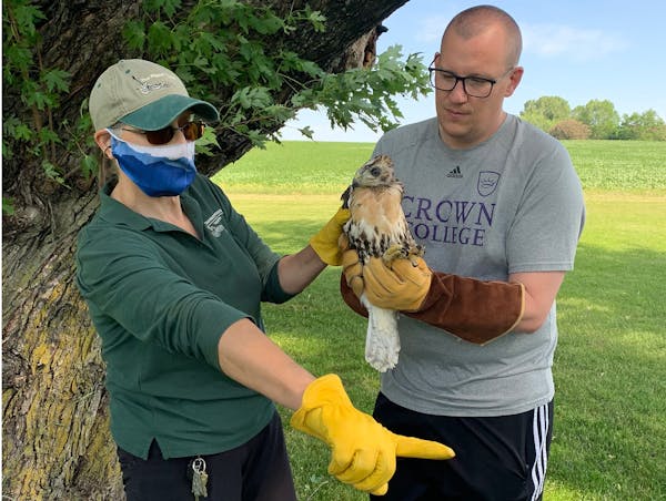 Gail Buhl of The Raptor Center and Luke Herbert worked together June 16 to get two red-tailed hawk chicks back in trees at Island View Golf Course.