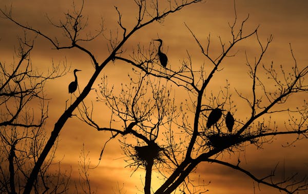 Every spring the Great Blue Herons return to their inner city rookery on two islands in the Mississippi River near Marshall Terrace Park. A sure sign 