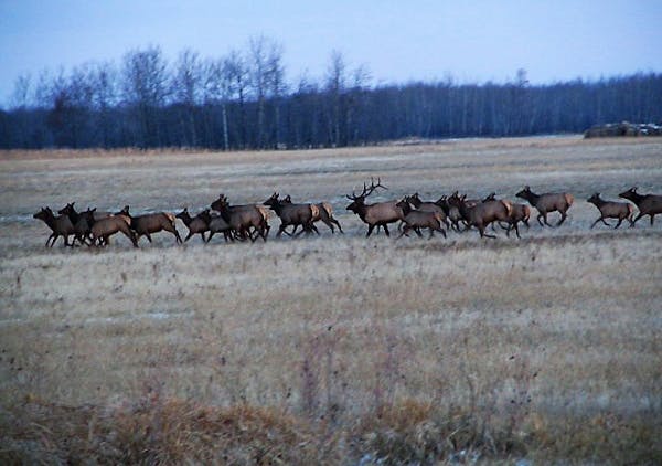 A wild elk herd in northwestern Minnesota crossed grassland. The Department of Natural Resources is working with the Fond du Lac band of Lake Superior