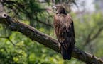 Young eagle that grew up on Minnesota's EagleCam killed in flight