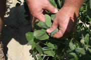 The Minnesota Department of Agriculture will allow farmers to continue using dicamba this year, despite a court ruling. It noted that some planting of