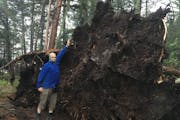 David Bell stretches out next to the root of a tree that toppled in his group’s campsite in a storm Wednesday evening on Trout Lake in the Boundary 