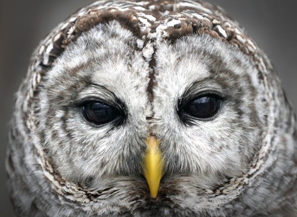 Barred owl.