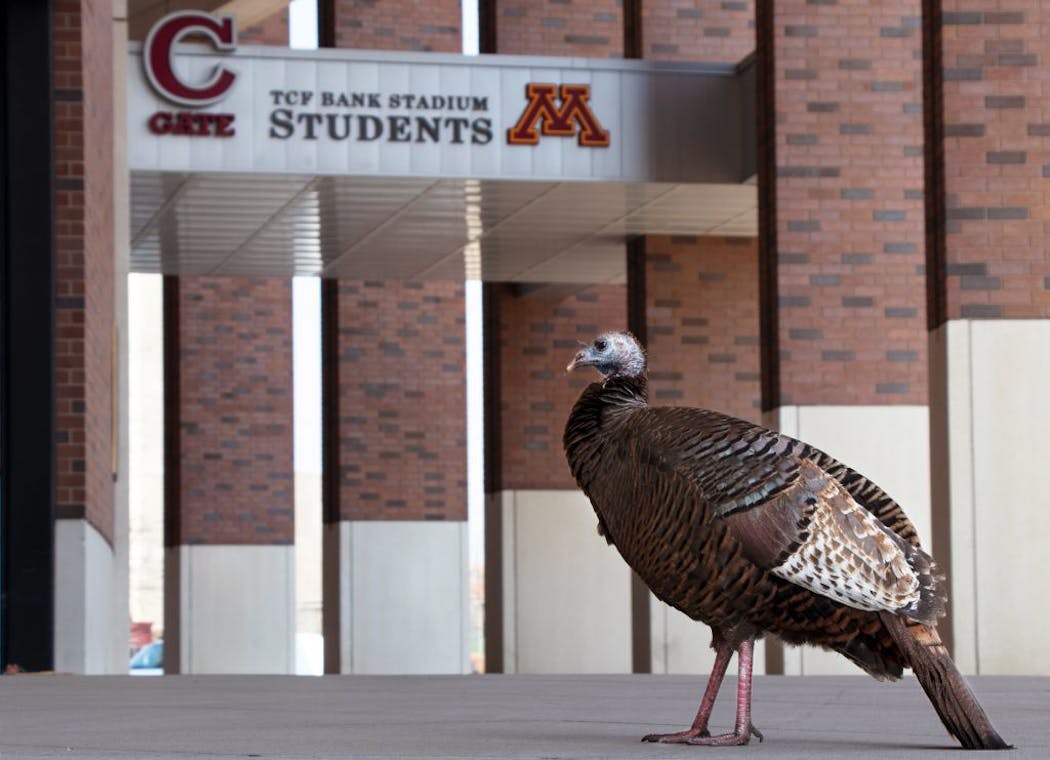 A wild turkey walks past the student entrance of TCF Bank Stadium.