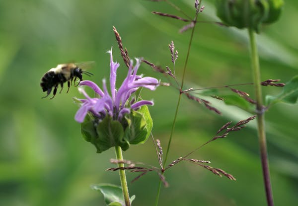 A bumblebee pollinated a wild bergamot wildflower at Crow-Hassan Park Reserve.