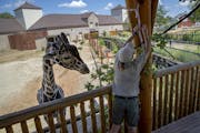 Skeeter the giraffe waited for food from keeper Jill Erzar. Como Zoo will open Wednesday with one-way paths, visitor limits and other precautions.