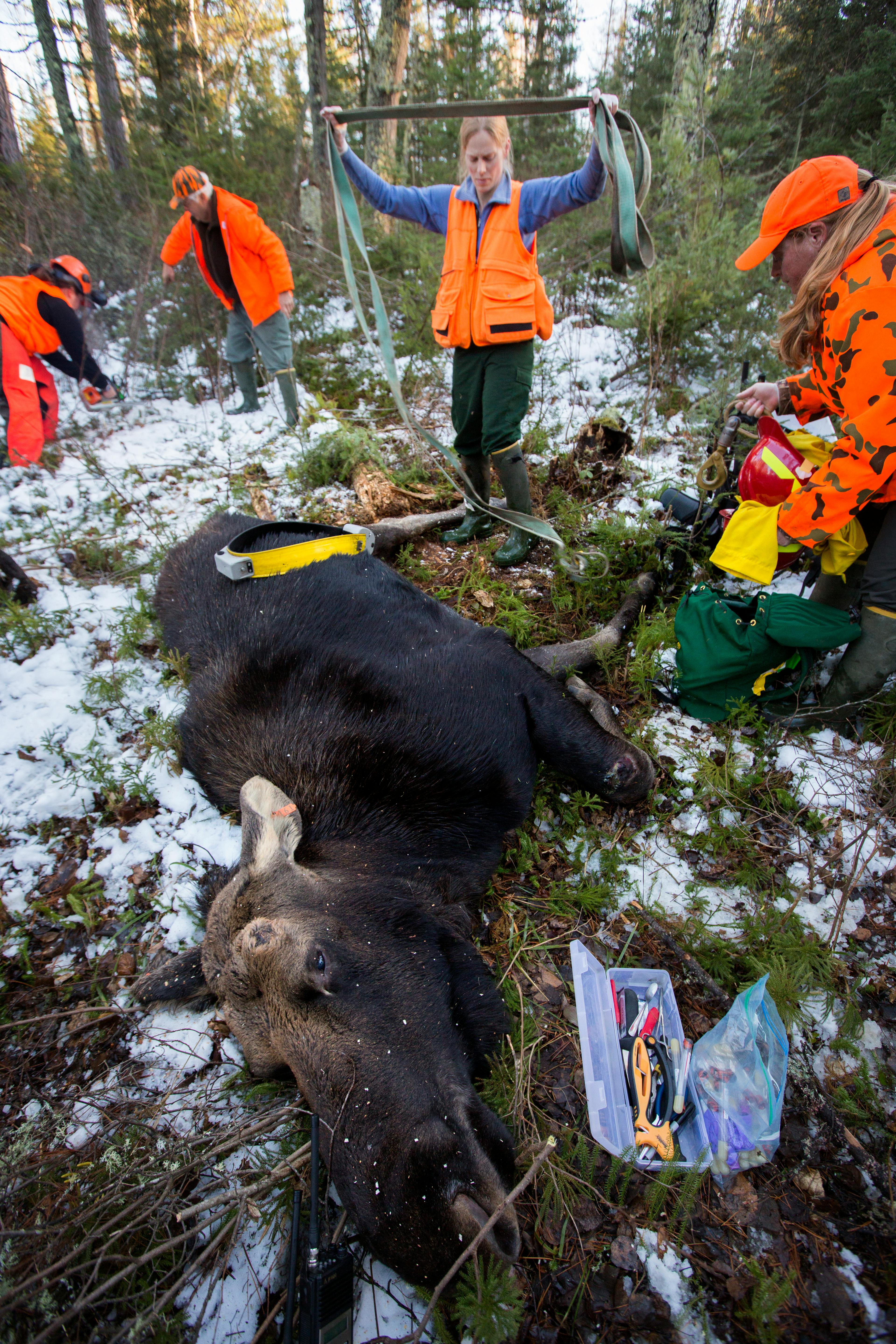 DNR biologist Dawn Plattner, center, and her team prepared to airlift a dead moose out of the forest south of Tower, Minn., and take it to the lab.
