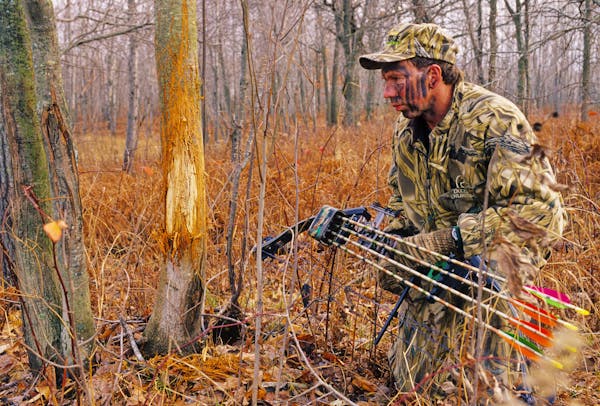 Archery can extend the fall deer hunting season. Here a bow hunter checks a rub made on a tree by a whitetail buck.