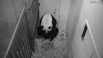 In this image from video provided by the Smithsonian National Zoo, Mei Xiang is seen after giving birth to a Giant Panda cub Friday evening, Aug. 21, 