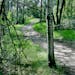 A trail winds through a stand of aspen trees near Jensen Lake in Lebanon Hills Regional Park.