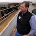 Tom Revier inspected a pen full of Black Angus cattle. His operation, the largest in Minnesota, draws on outside resources to ship meat directly to re
